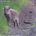 Boar named Jane Doe