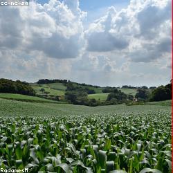 A corn field