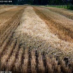 A wheat field